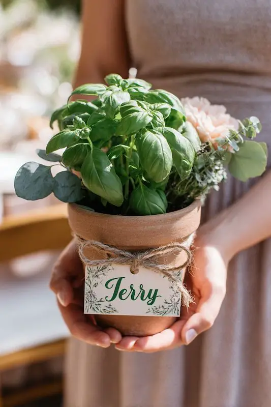 Potted herbs give-aways Potted herbs give-aways